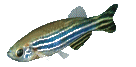 fish facts